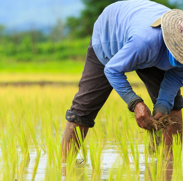 Demystifying Crop Insurance: A Comprehensive Guide for Farmers